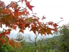 Tai Tong Red Leaves (大棠紅葉) @ Yuen Long 元朗