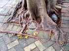 Strange Root of Tree in Wong Chuk Hang 黃竹坑怪樹根