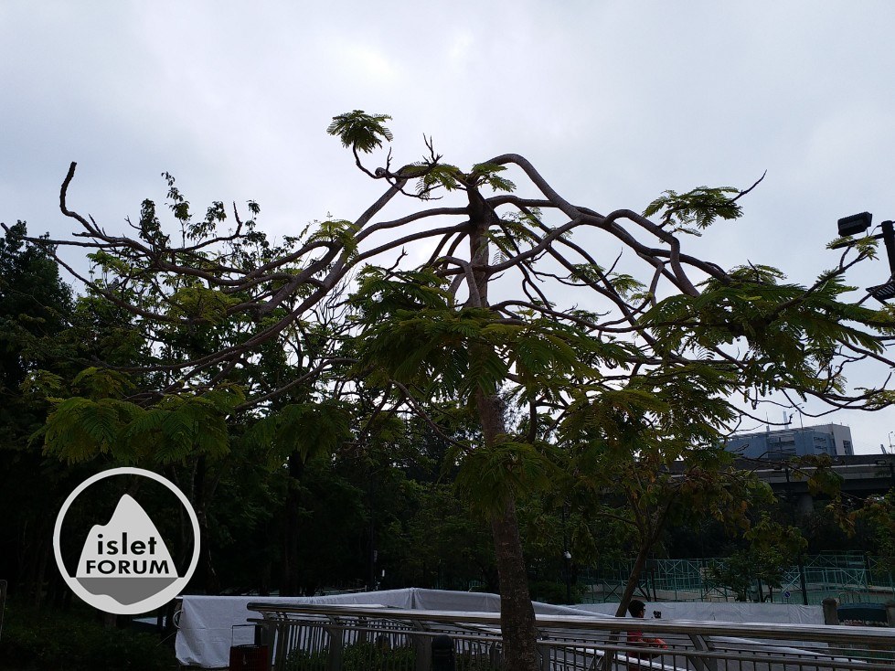 一棵樹枝向下生的樹＠荔枝角公園 (5).jpg