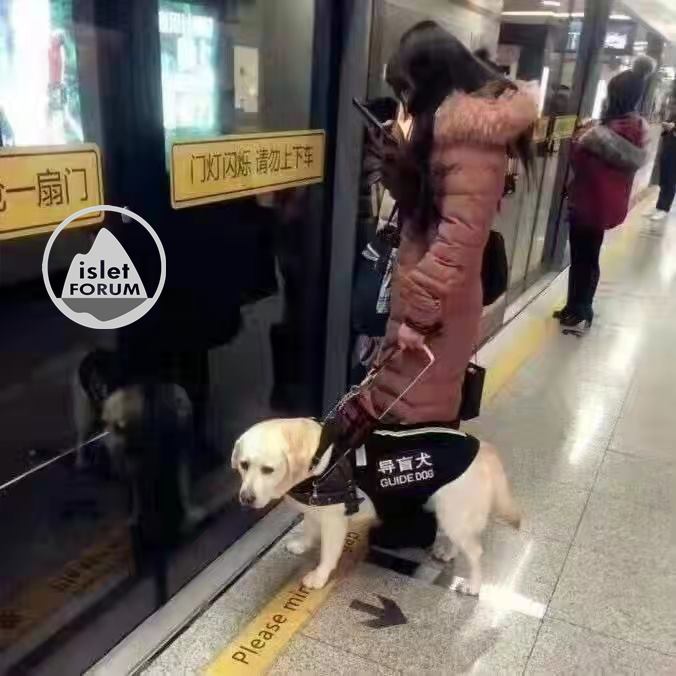 地鐵的導盲犬guide dog in the subway.jpeg