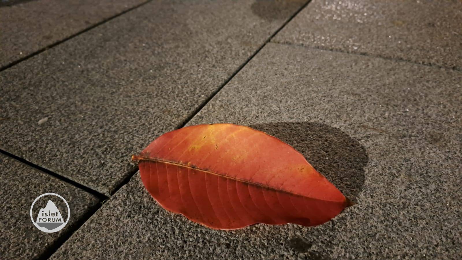 紅葉片片red leaves (3).jpeg