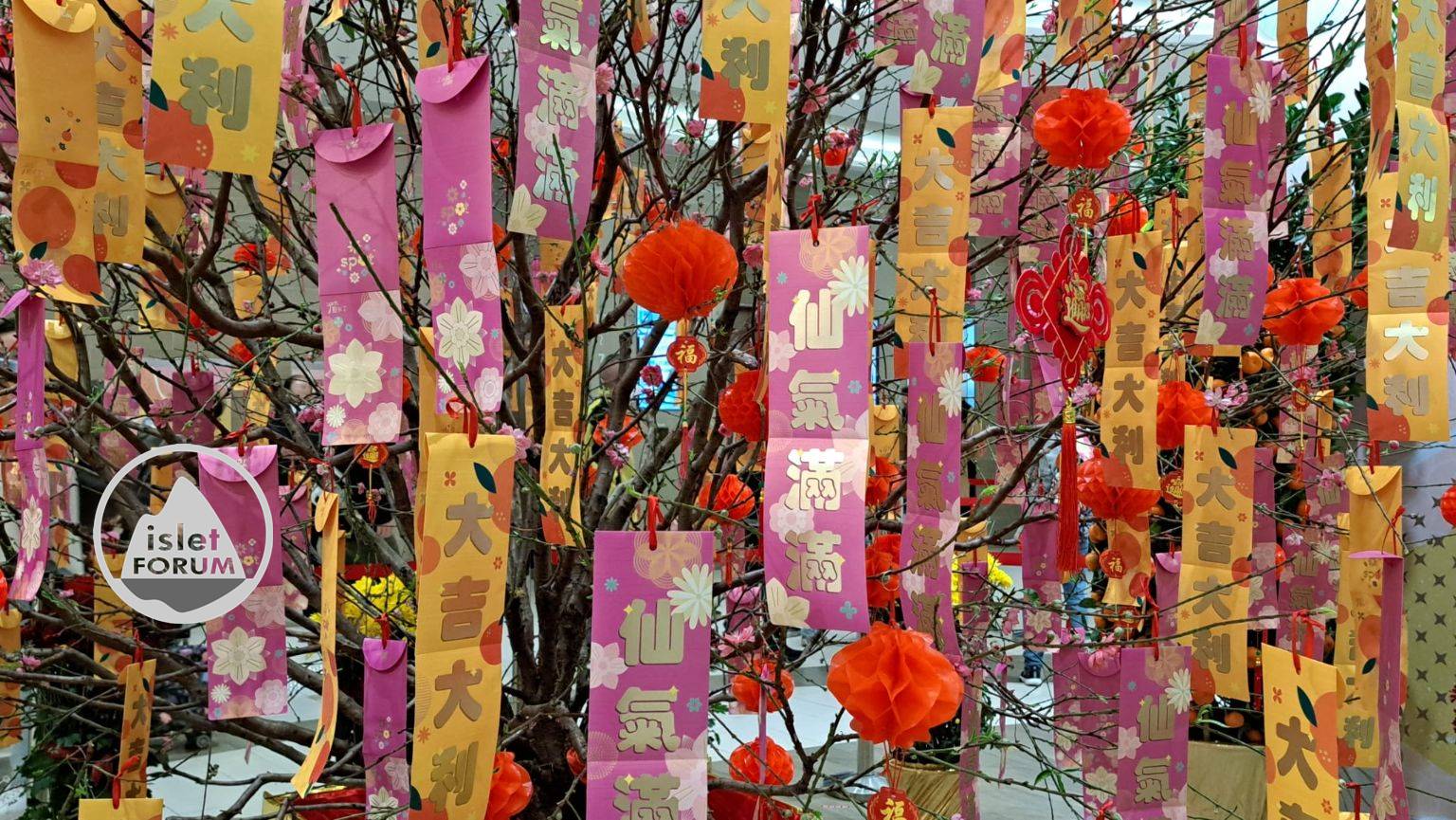上水匯揮春桃花樹2023 Spot Fai Chun Peach Blossom Tree (5).jpg