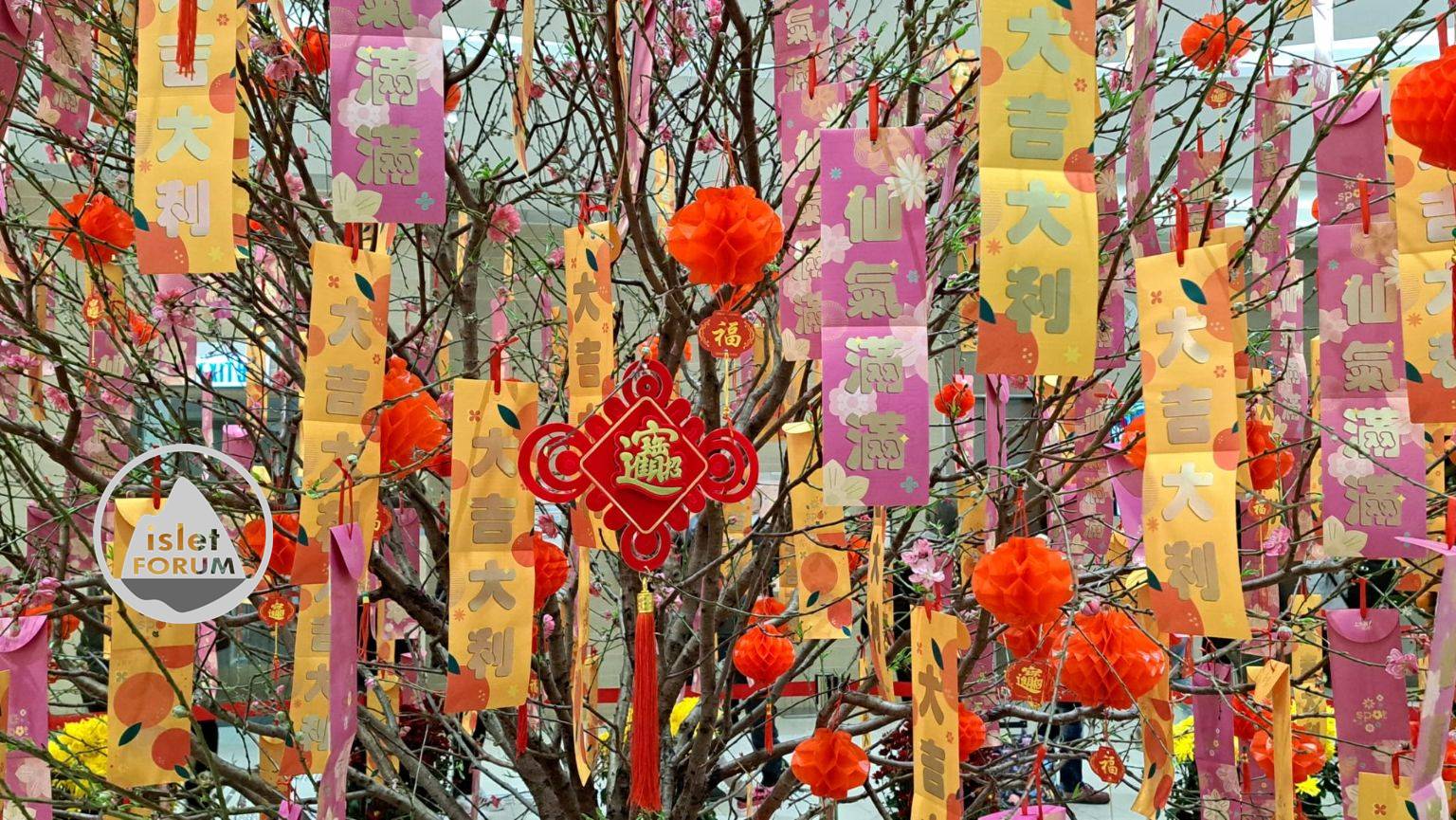 上水匯揮春桃花樹2023 Spot Fai Chun Peach Blossom Tree (6).jpg
